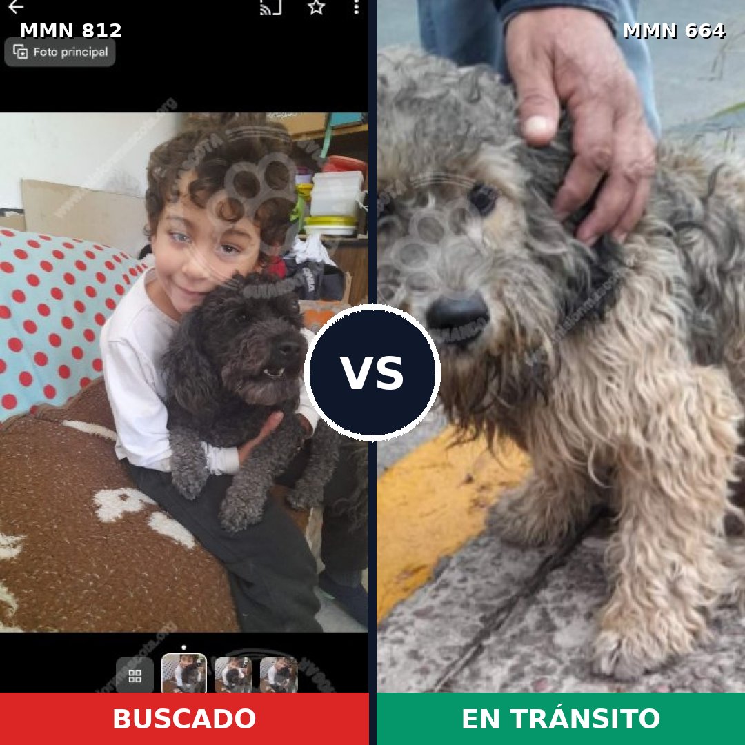 Comparativa MMS 14043: mascota perdida y mascota encontrada, 35% de similitud