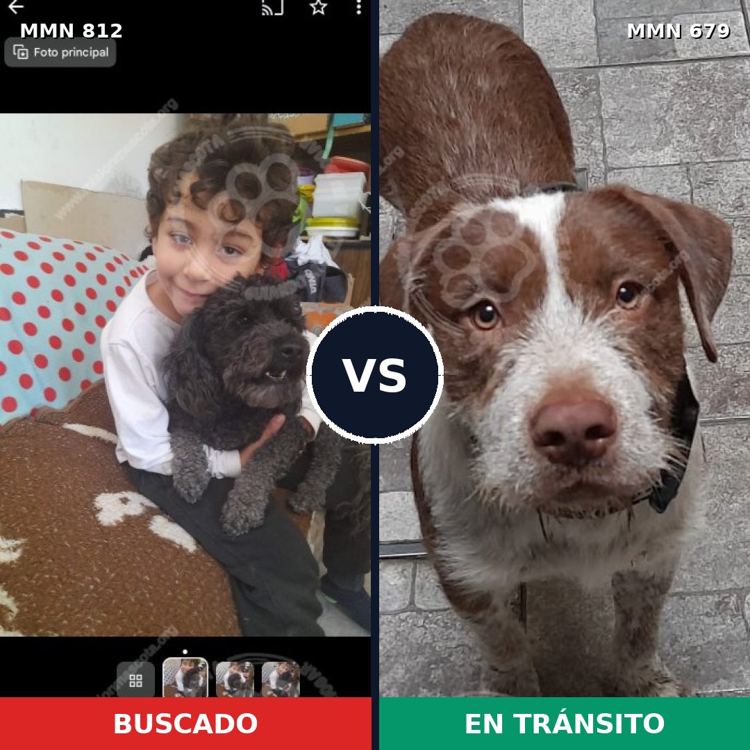 Comparativa MMS 14045: mascota perdida y mascota encontrada, 15% de similitud
