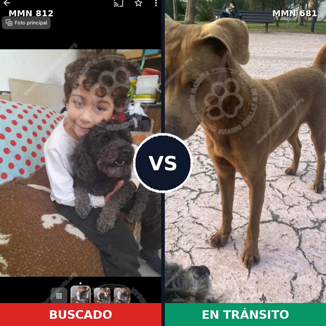 Comparativa MMS 14047: mascota perdida y mascota encontrada, 15% de similitud