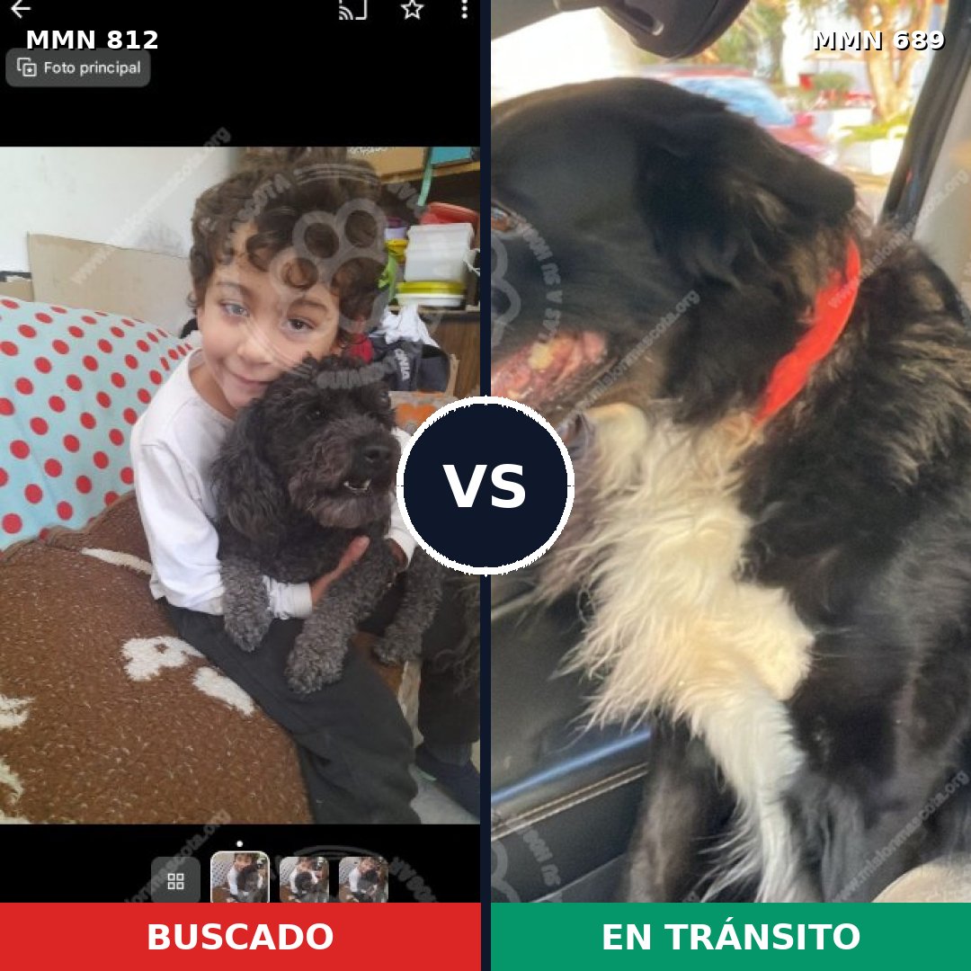 Comparativa MMS 14048: mascota perdida y mascota encontrada, 35% de similitud