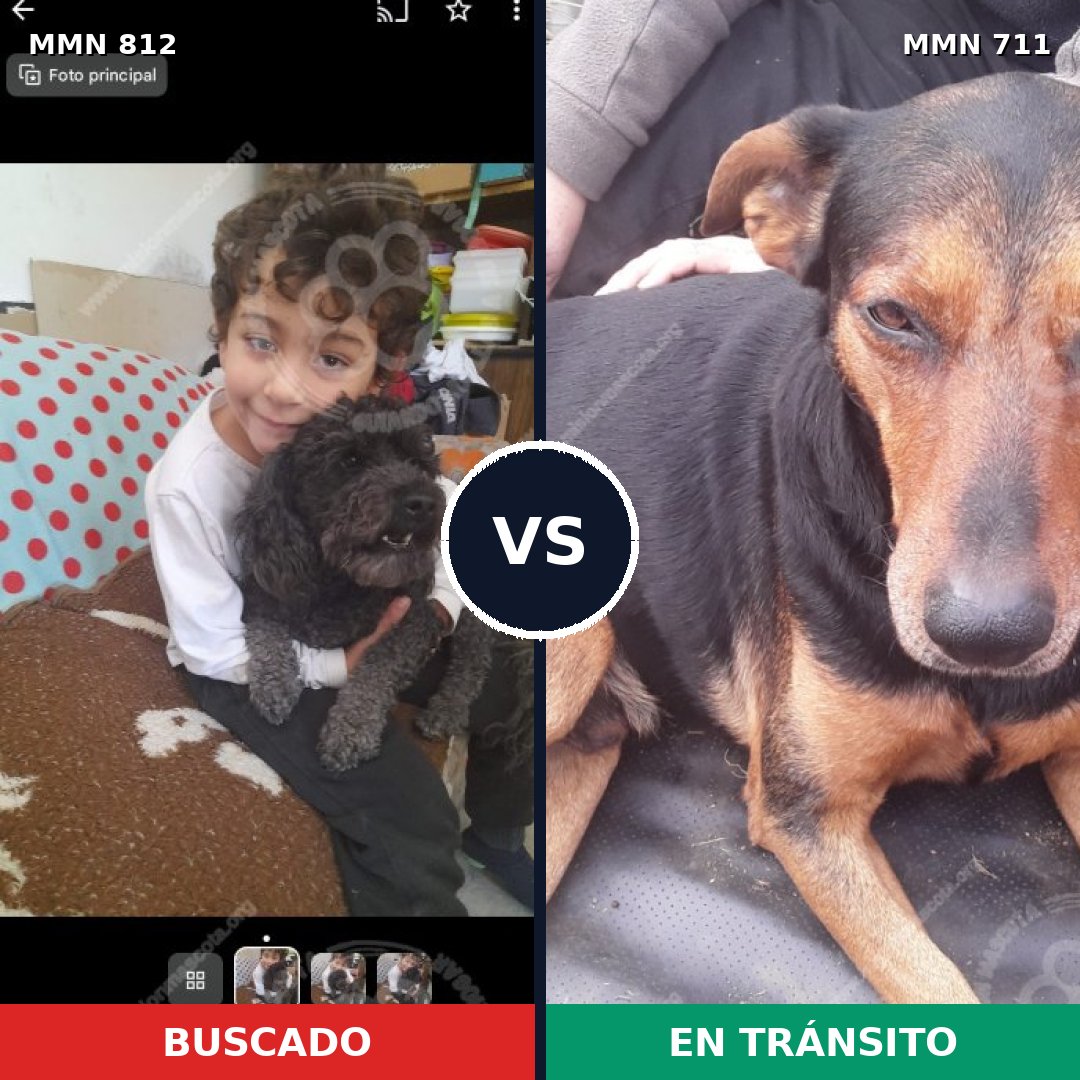 Comparativa MMS 14049: mascota perdida y mascota encontrada, 22% de similitud