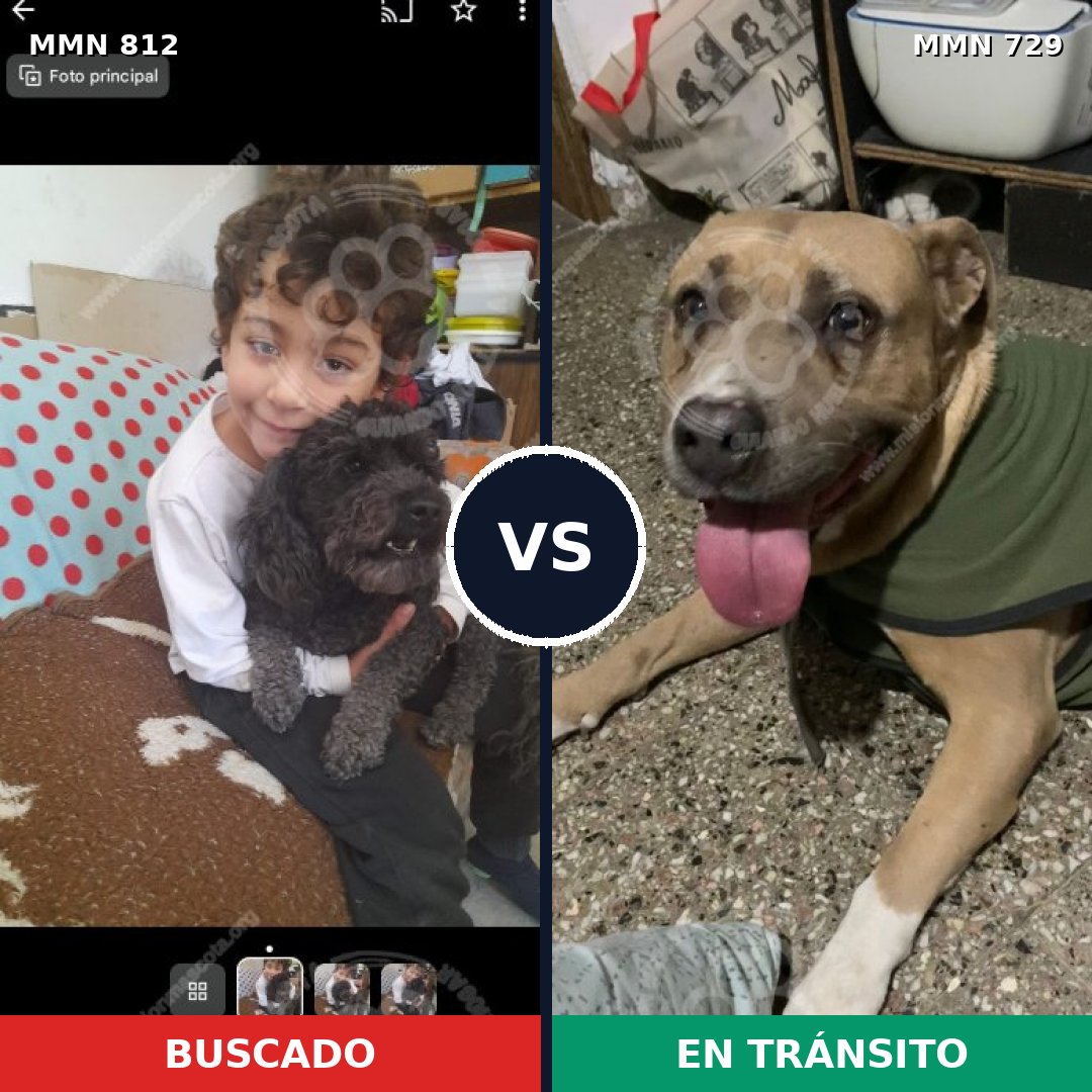 Comparativa MMS 14051: mascota perdida y mascota encontrada, 26% de similitud