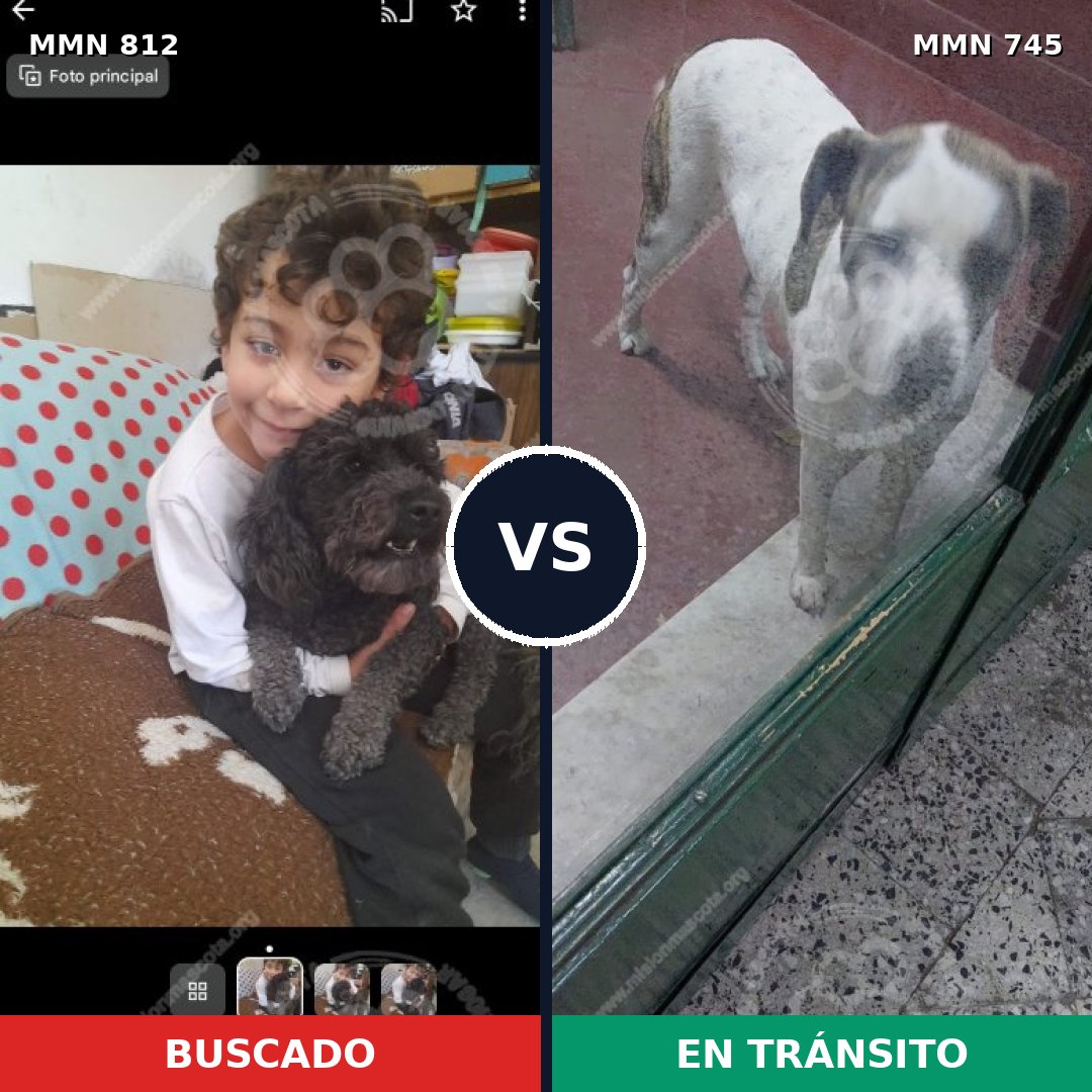 Comparativa MMS 14053: mascota perdida y mascota encontrada, 24% de similitud