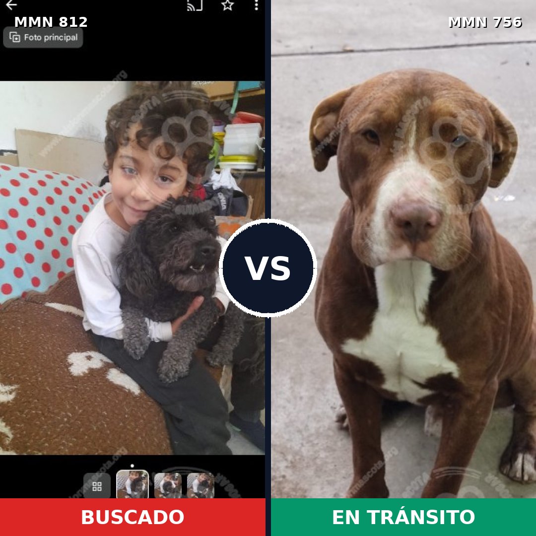 Comparativa MMS 14055: mascota perdida y mascota encontrada, 15% de similitud