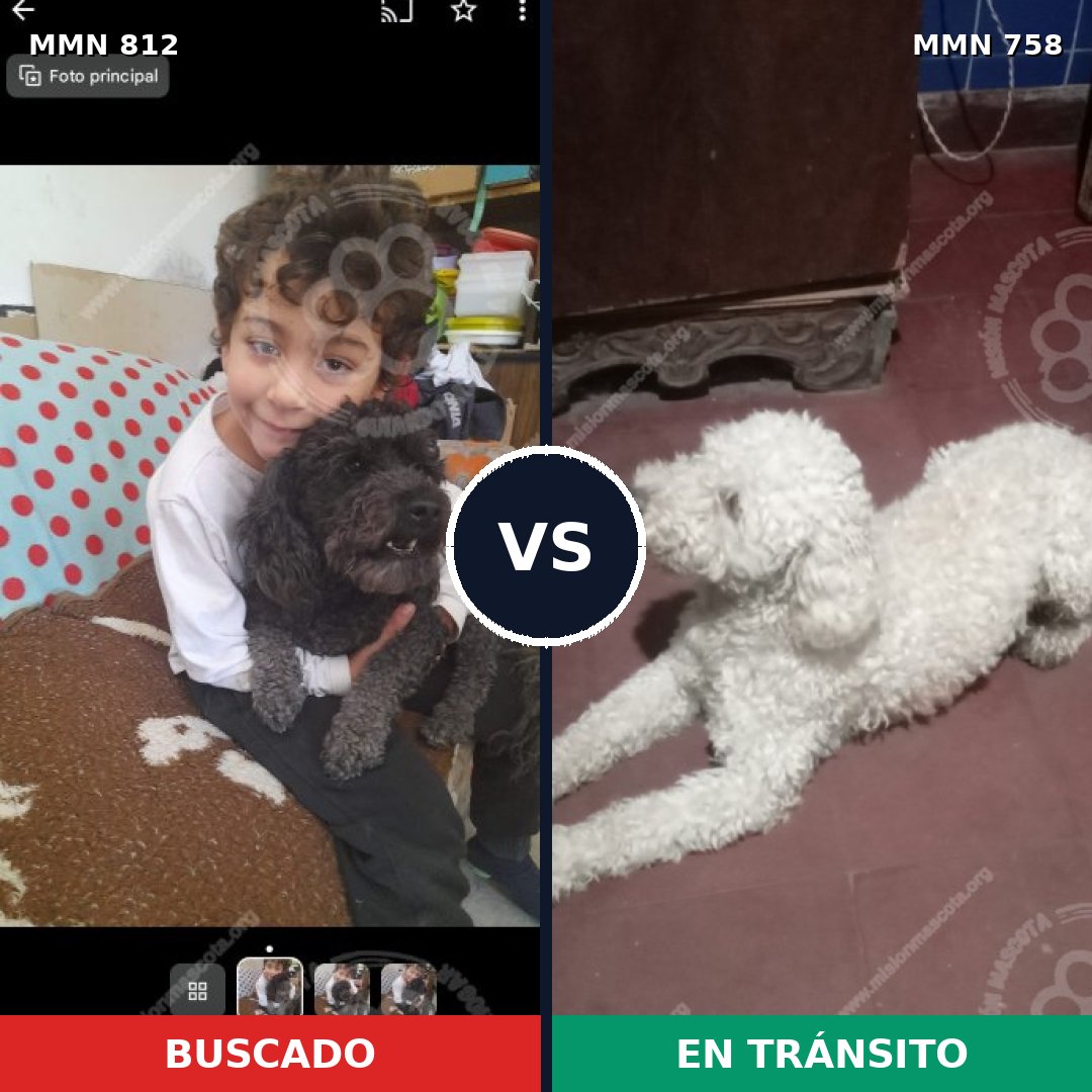 Comparativa MMS 14056: mascota perdida y mascota encontrada, 61% de similitud