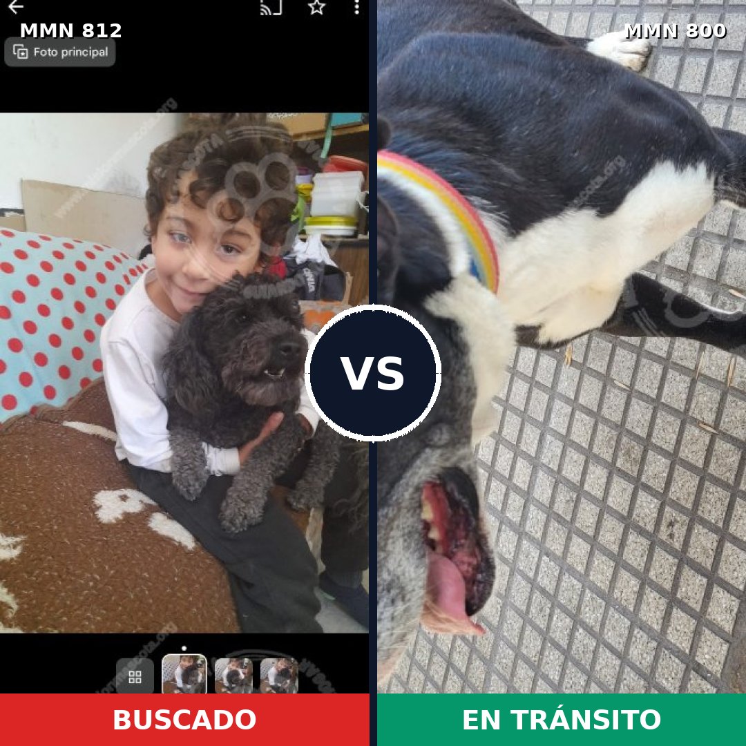 Comparativa MMS 14057: mascota perdida y mascota encontrada, 33% de similitud