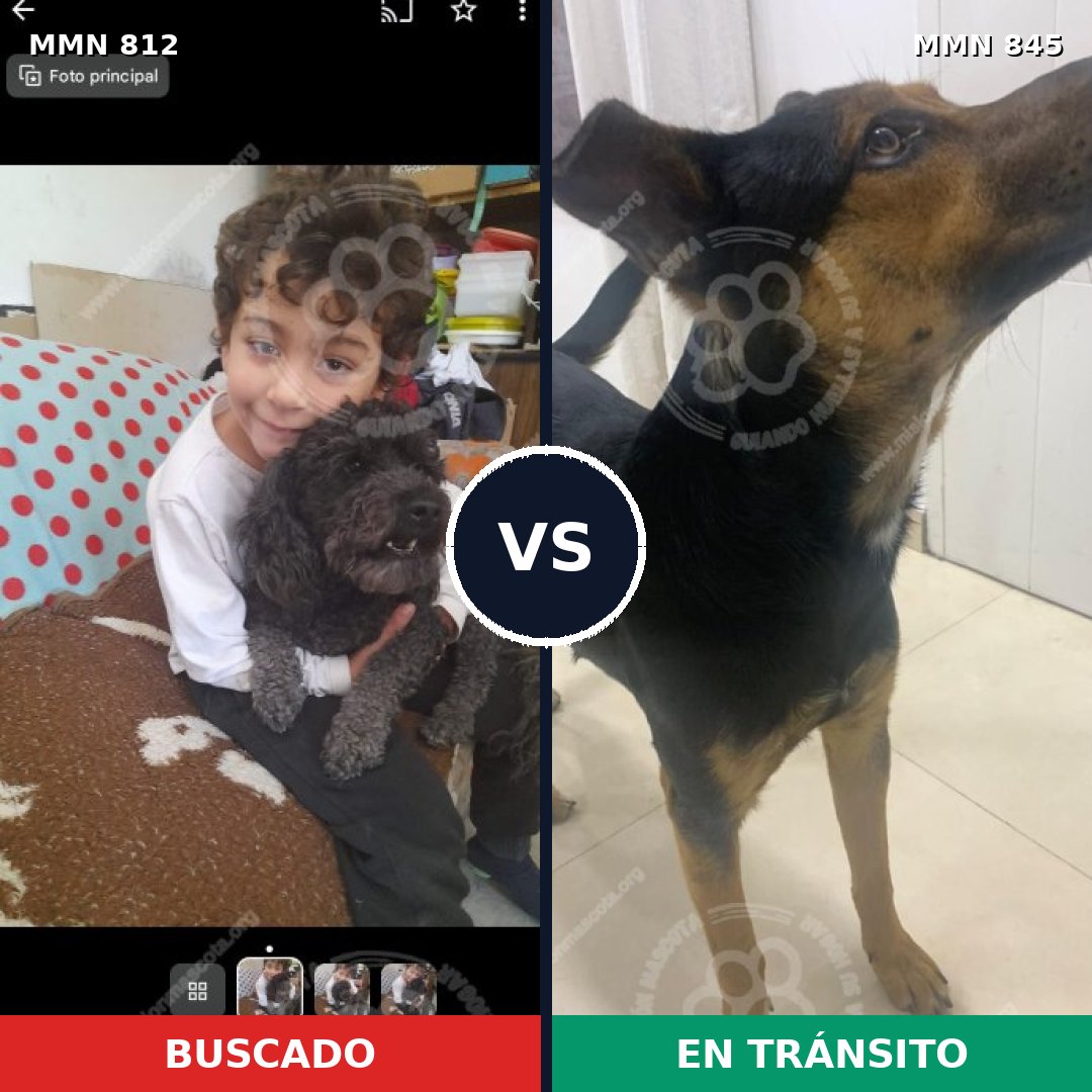 Comparativa MMS 14058: mascota perdida y mascota encontrada, 43% de similitud