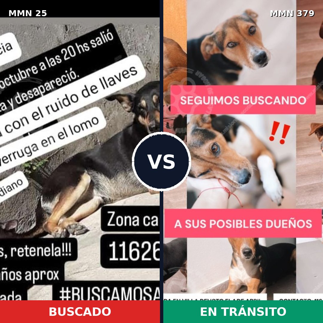 Comparativa MMS 1406: mascota perdida y mascota encontrada, 86% de similitud