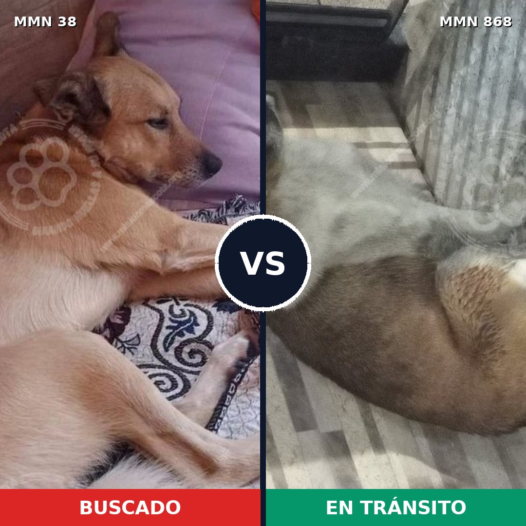 Comparativa MMS 14060: mascota perdida y mascota encontrada, 48% de similitud
