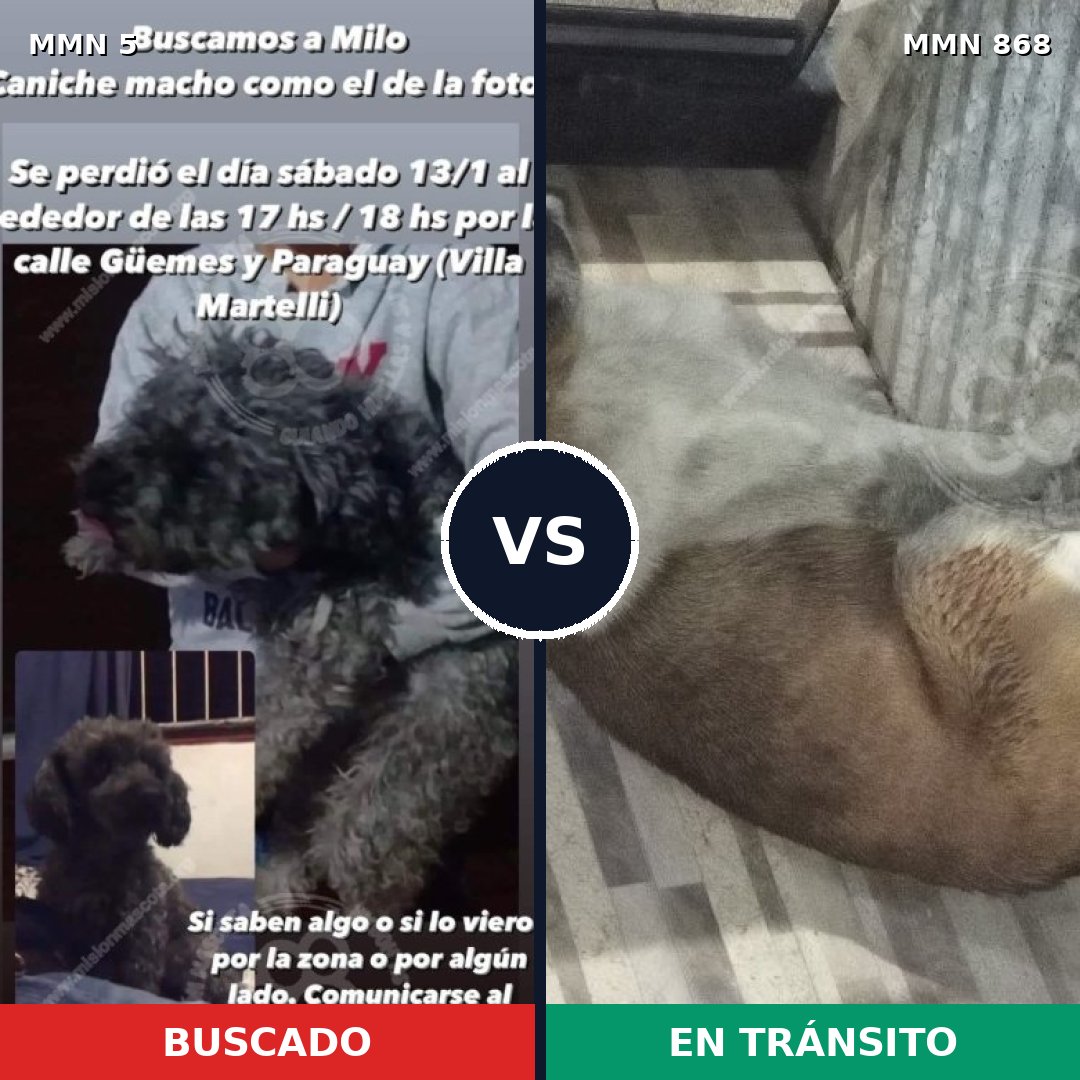 Comparativa MMS 14062: mascota perdida y mascota encontrada, 41% de similitud