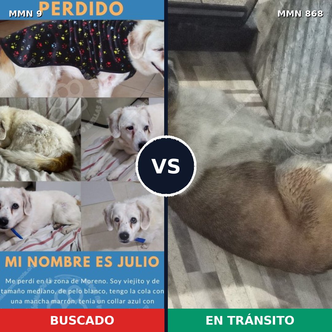 Comparativa MMS 14063: mascota perdida y mascota encontrada, 46% de similitud