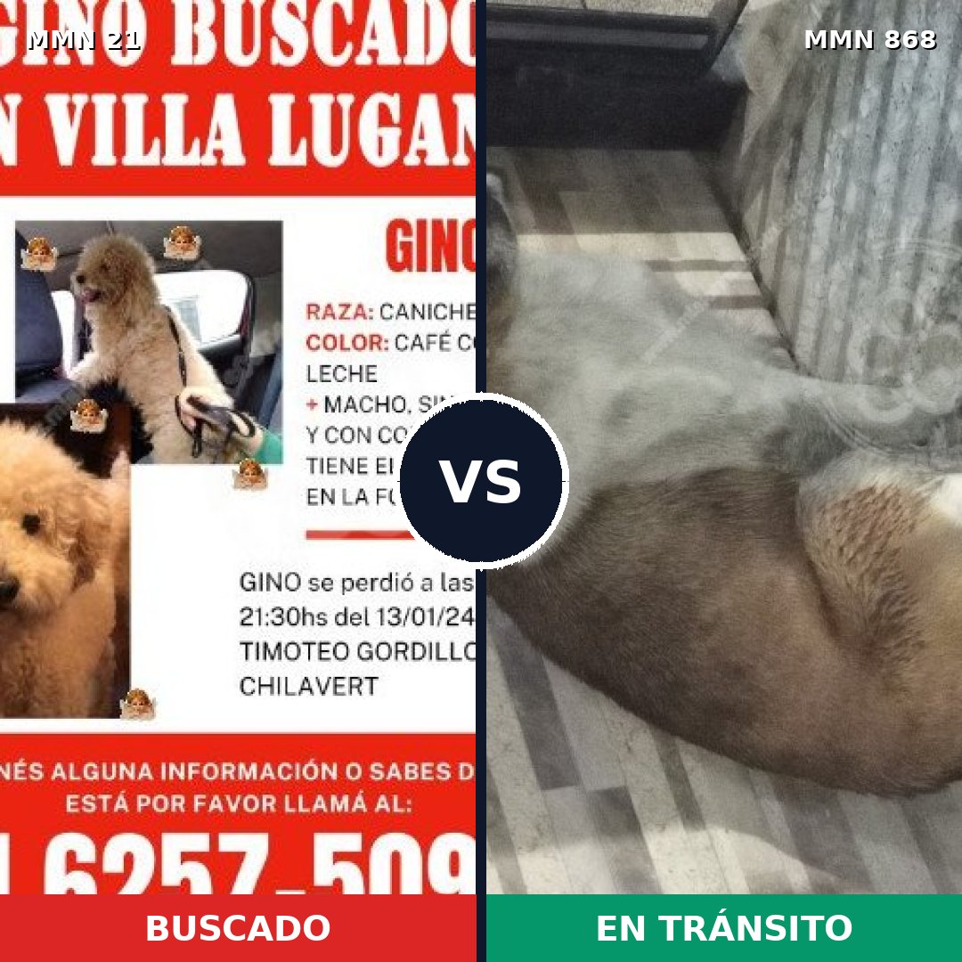 Comparativa MMS 14069: mascota perdida y mascota encontrada, 41% de similitud