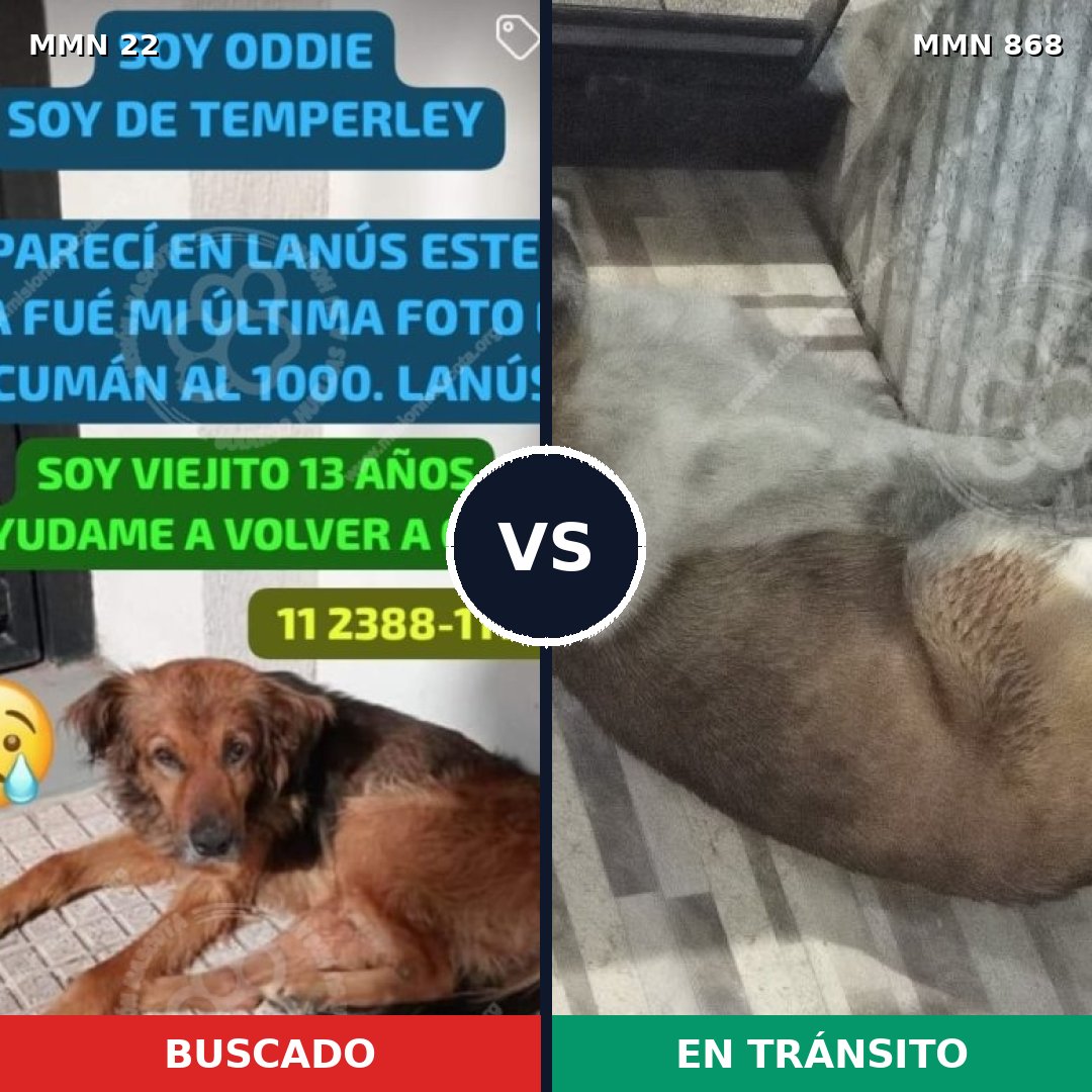 Comparativa MMS 14070: mascota perdida y mascota encontrada, 40% de similitud