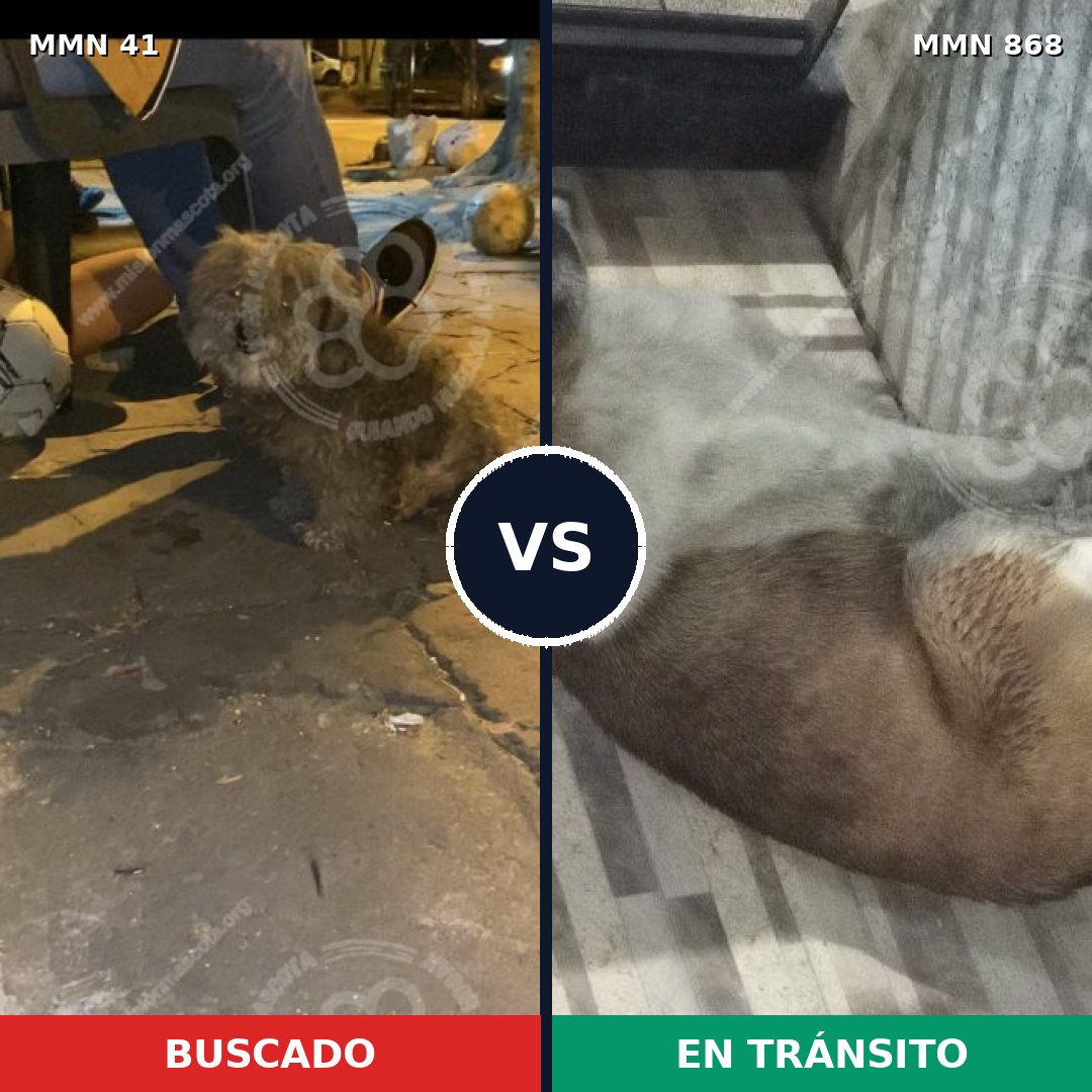Comparativa MMS 14073: mascota perdida y mascota encontrada, 30% de similitud