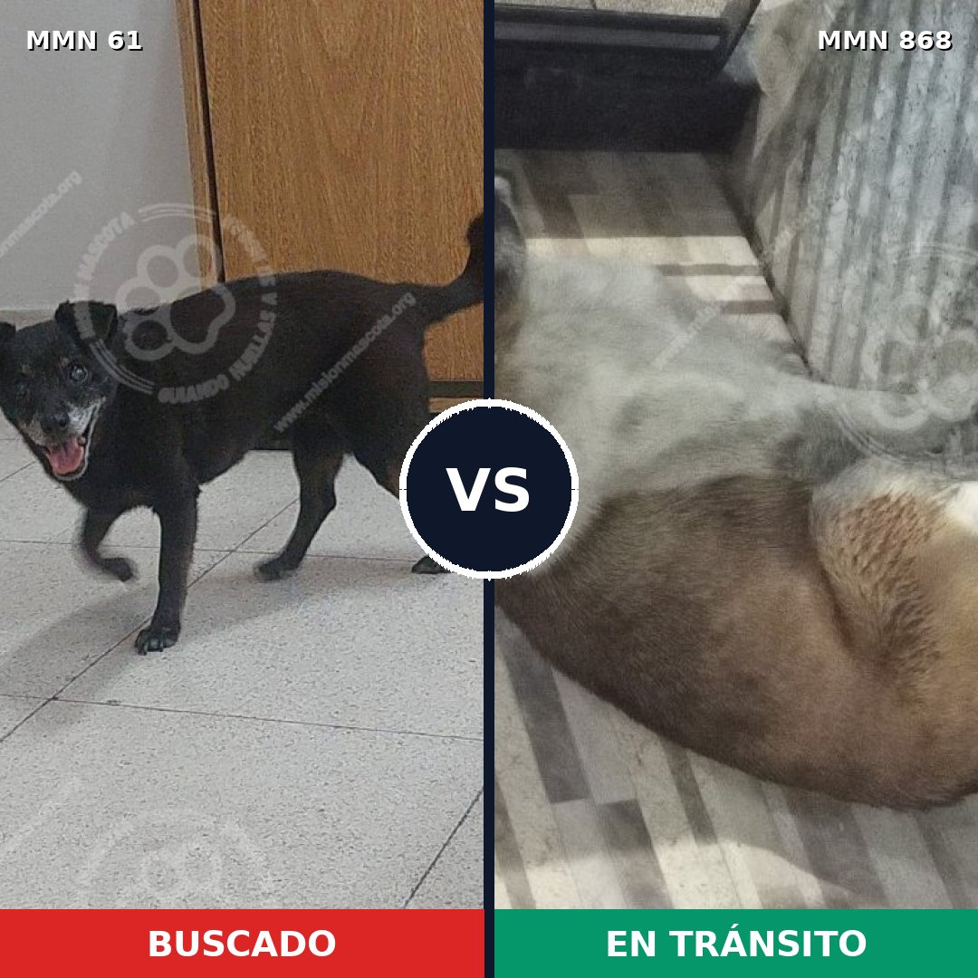 Comparativa MMS 14076: mascota perdida y mascota encontrada, 40% de similitud