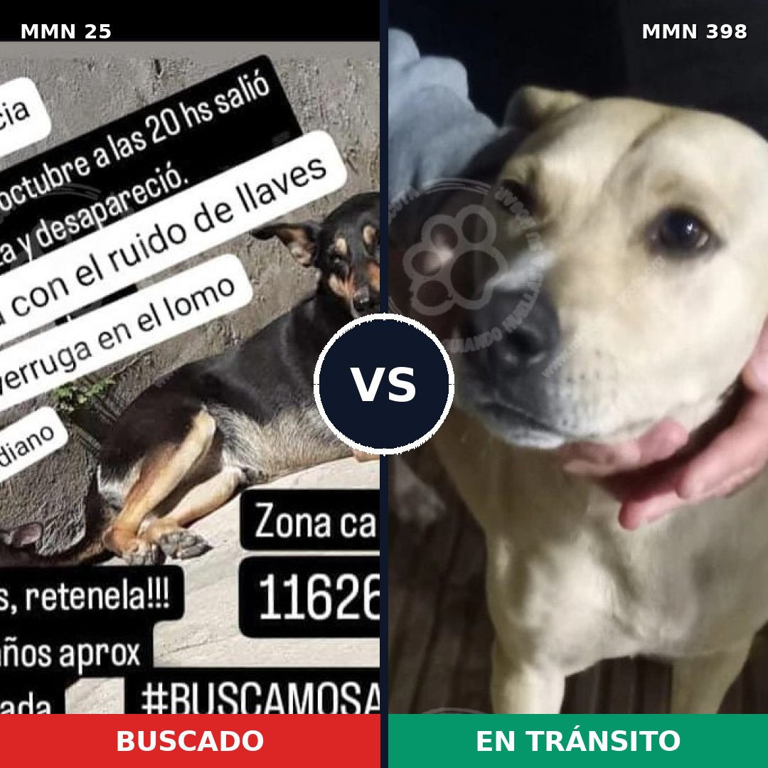 Comparativa MMS 1408: mascota perdida y mascota encontrada, 74% de similitud