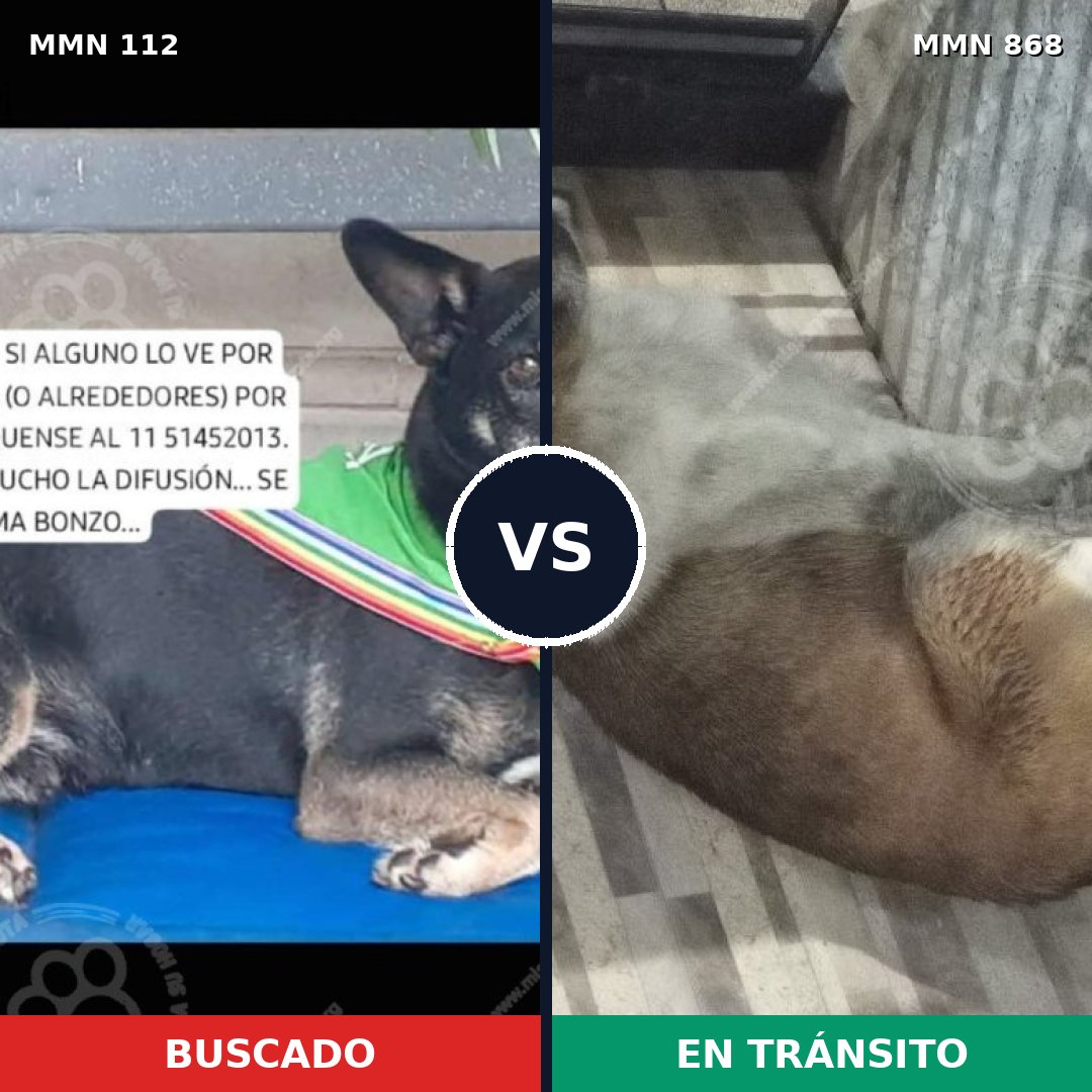 Comparativa MMS 14080: mascota perdida y mascota encontrada, 47% de similitud