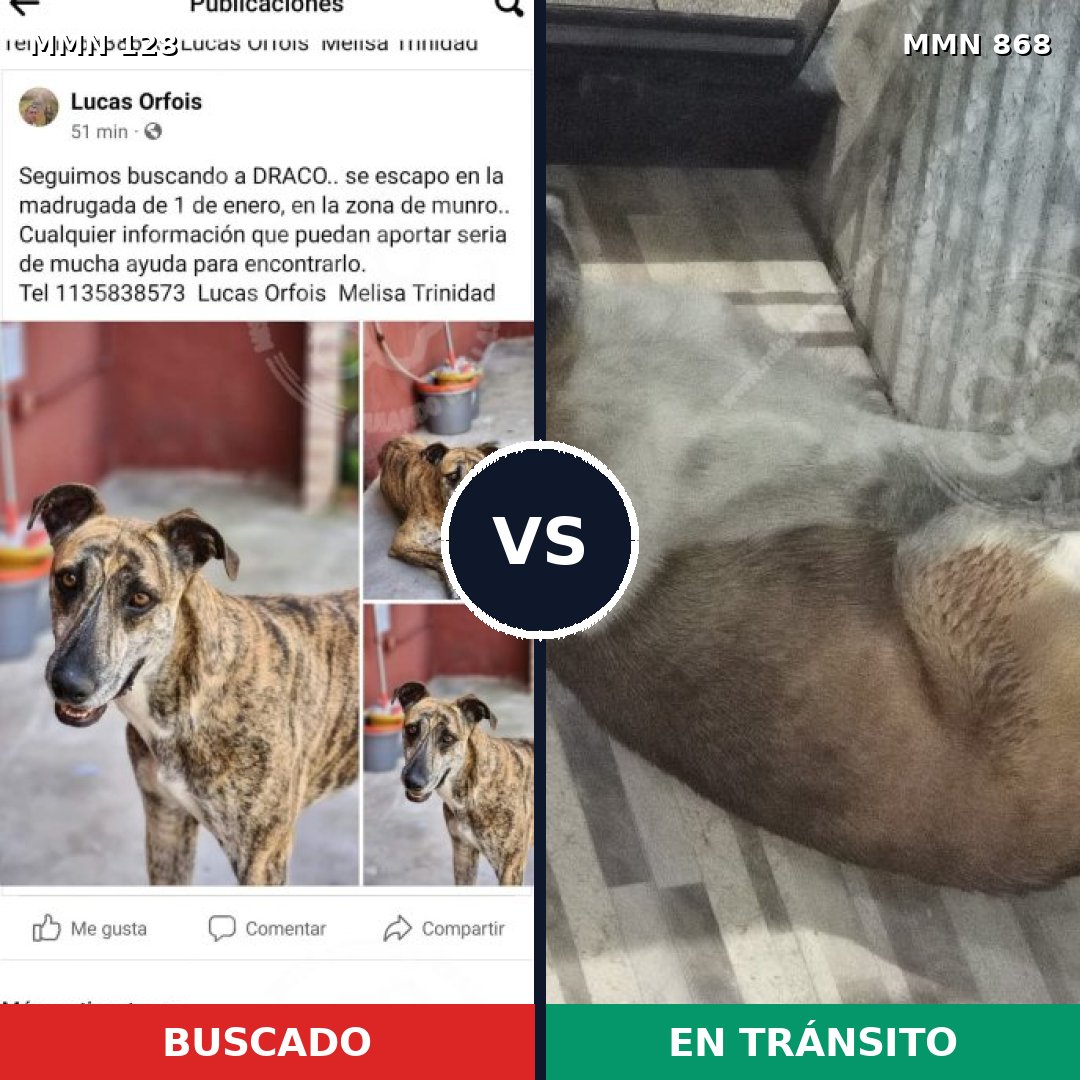 Comparativa MMS 14082: mascota perdida y mascota encontrada, 12% de similitud