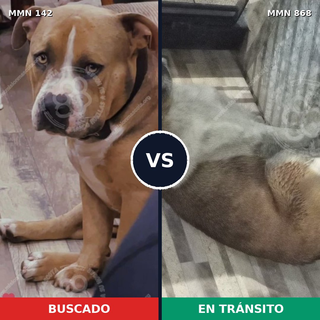 Comparativa MMS 14084: mascota perdida y mascota encontrada, 22% de similitud