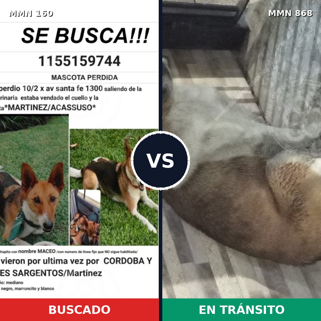 Comparativa MMS 14087: mascota perdida y mascota encontrada, 43% de similitud