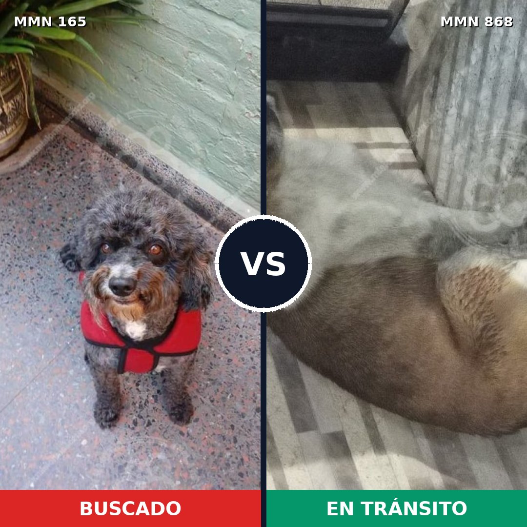 Comparativa MMS 14088: mascota perdida y mascota encontrada, 40% de similitud