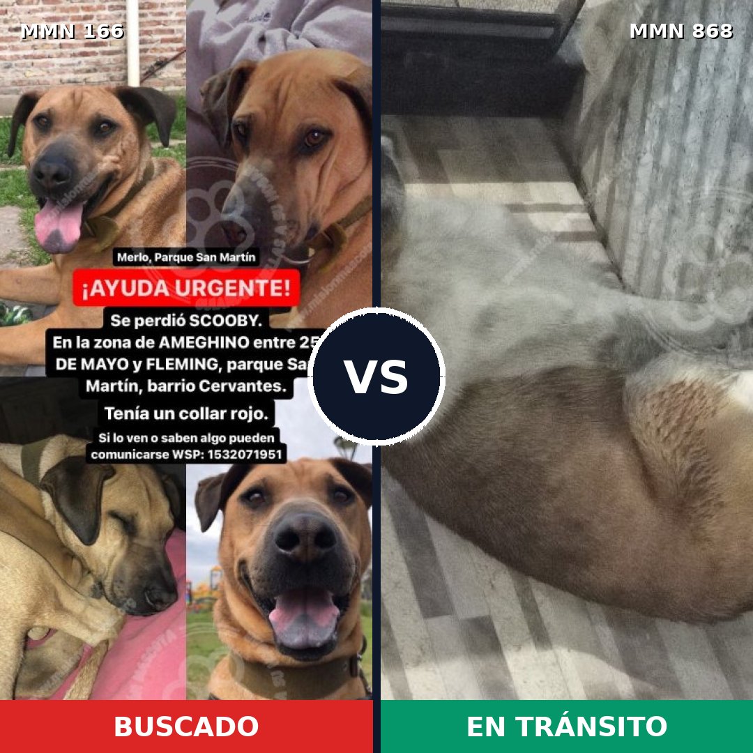 Comparativa MMS 14089: mascota perdida y mascota encontrada, 25% de similitud
