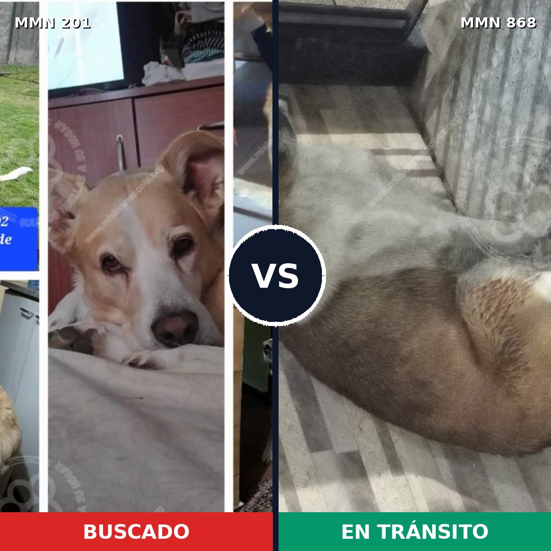 Comparativa MMS 14096: mascota perdida y mascota encontrada, 49% de similitud