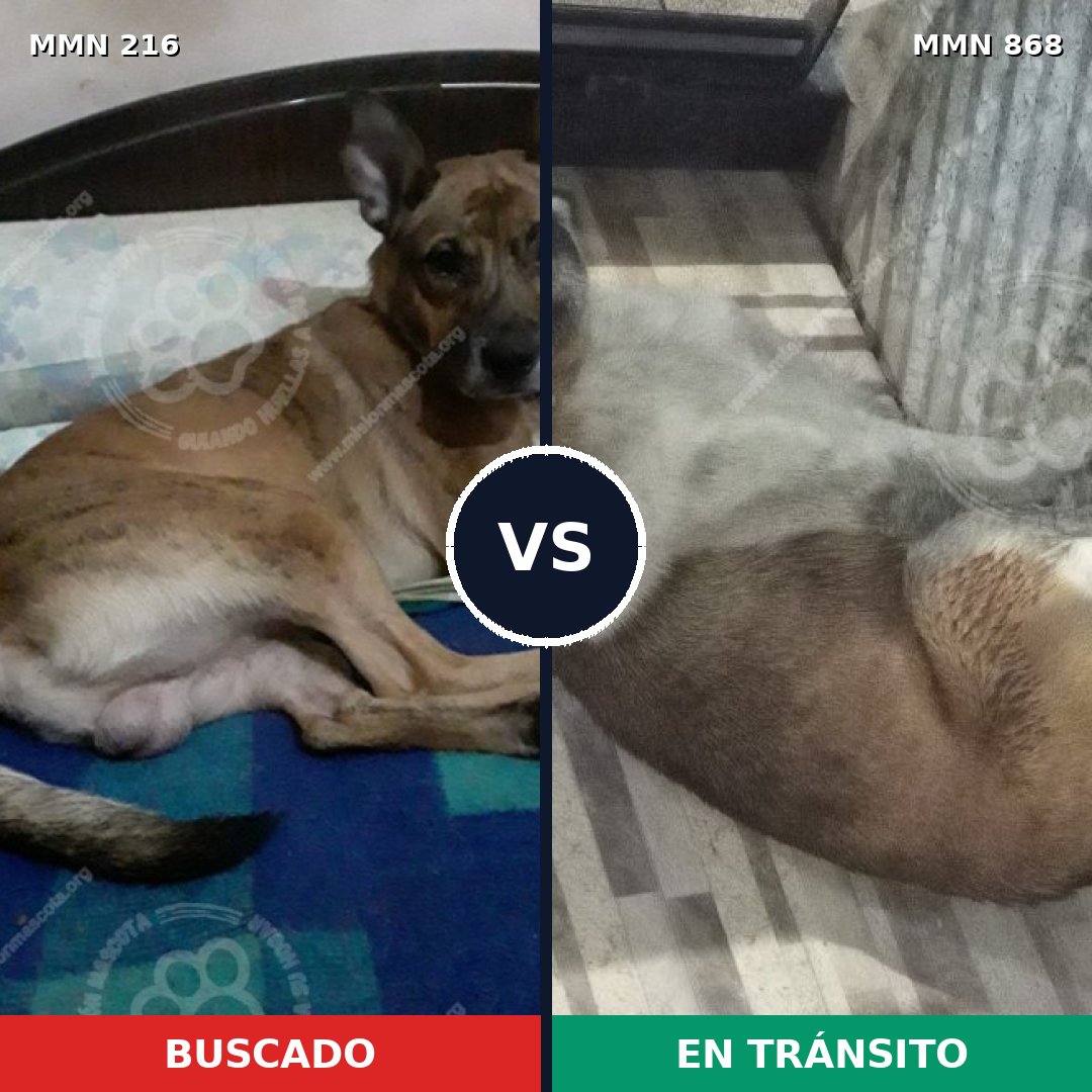 Comparativa MMS 14097: mascota perdida y mascota encontrada, 62% de similitud