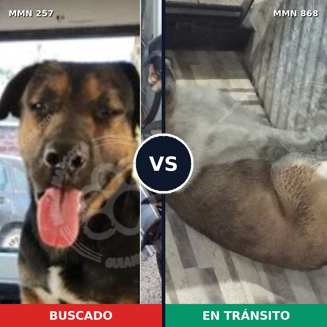 Comparativa MMS 14099: mascota perdida y mascota encontrada, 12% de similitud