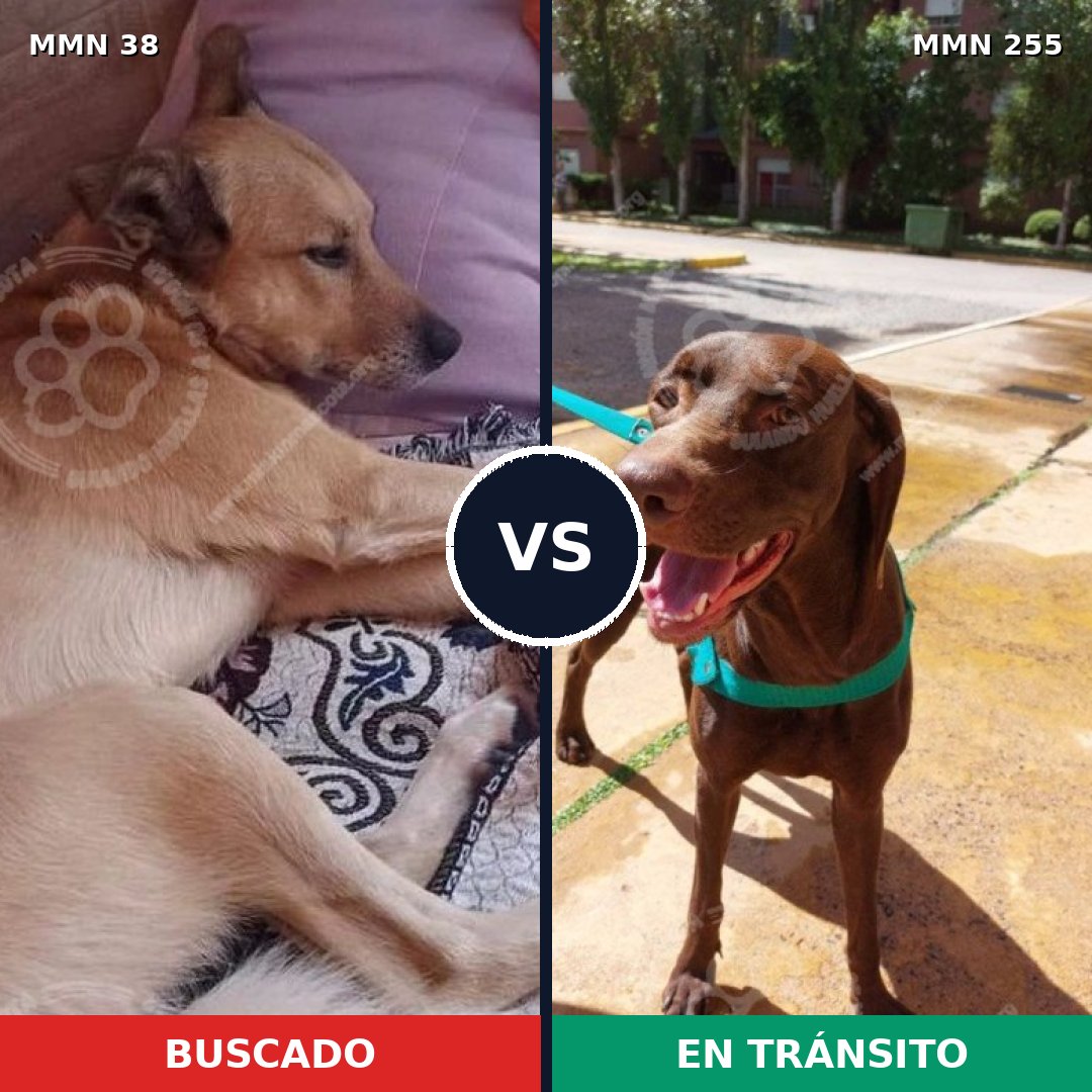 Comparativa MMS 141: mascota perdida y mascota encontrada, 56% de similitud