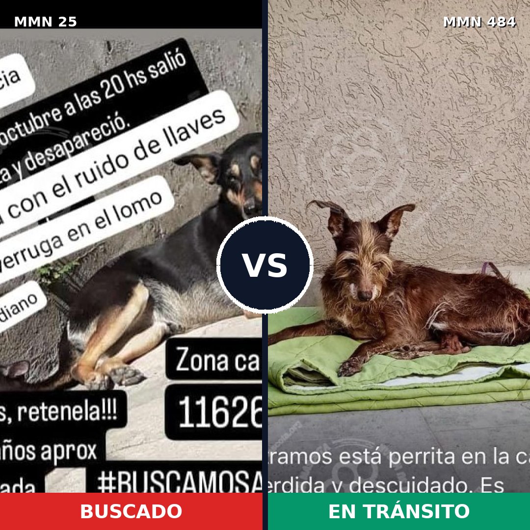 Comparativa MMS 1410: mascota perdida y mascota encontrada, 64% de similitud