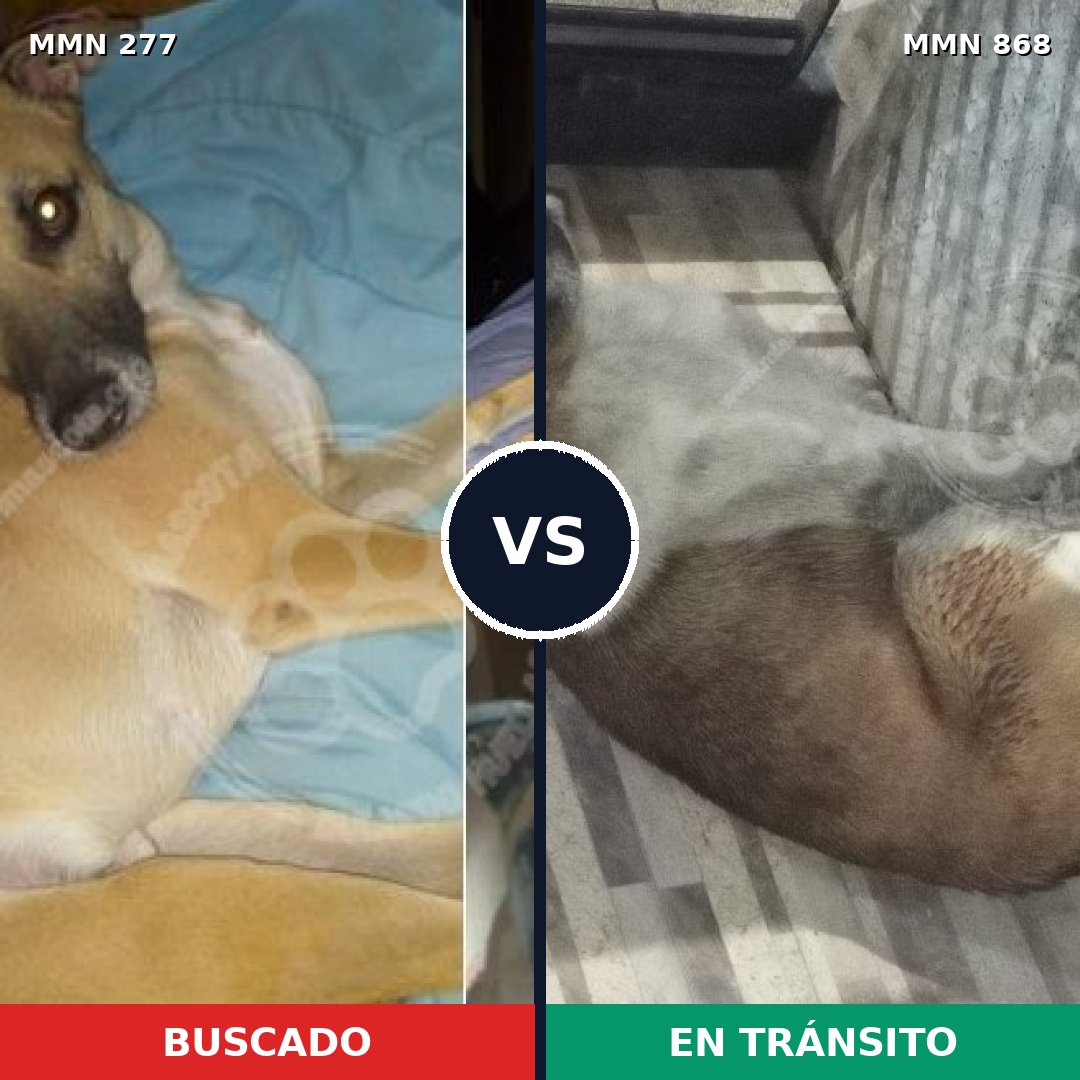 Comparativa MMS 14101: mascota perdida y mascota encontrada, 64% de similitud