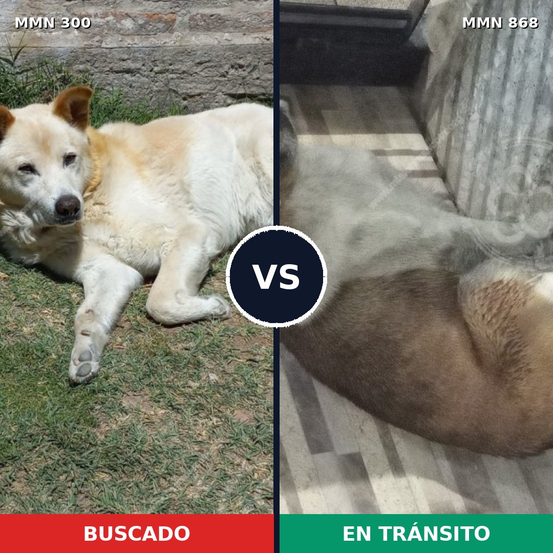 Comparativa MMS 14105: mascota perdida y mascota encontrada, 63% de similitud