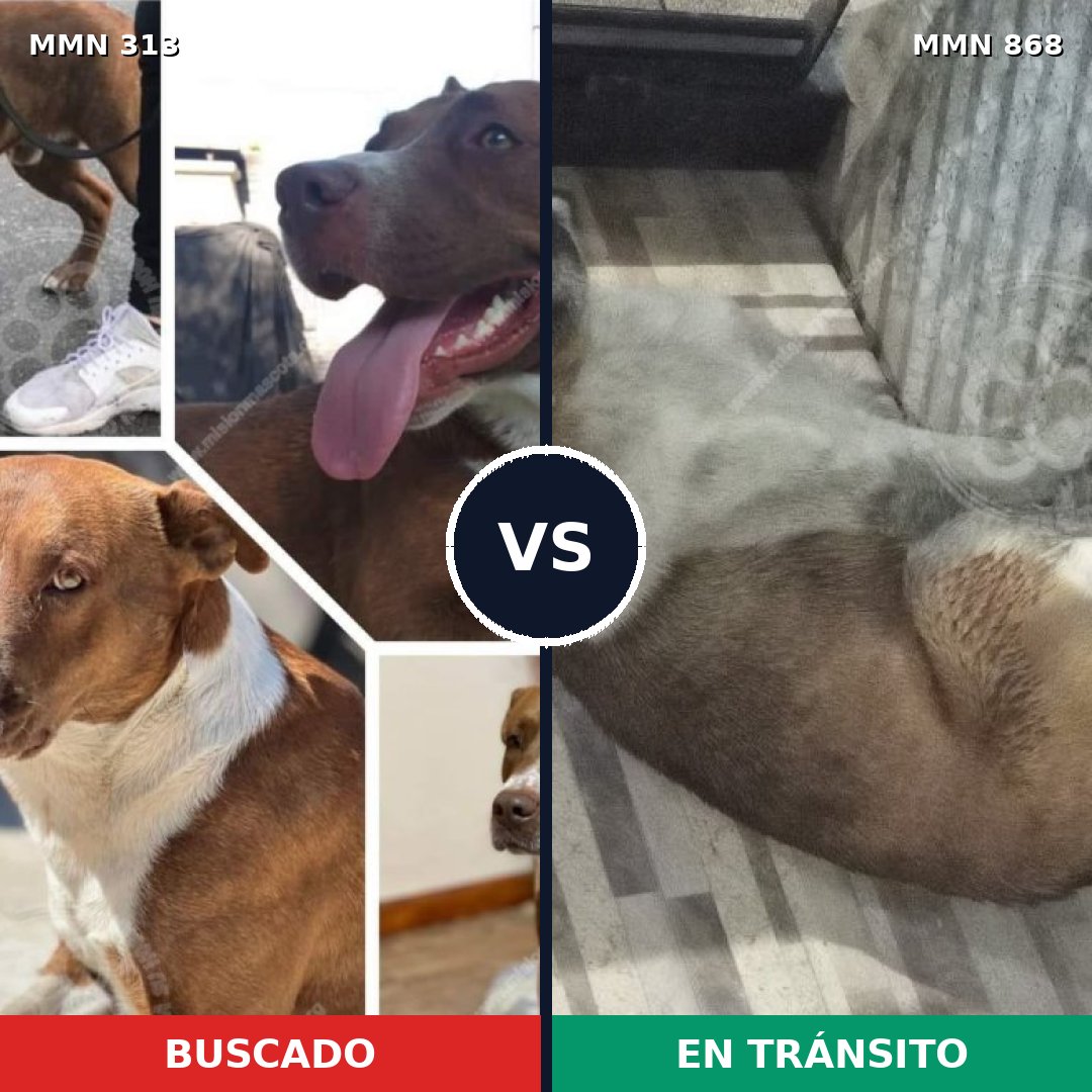 Comparativa MMS 14107: mascota perdida y mascota encontrada, 56% de similitud