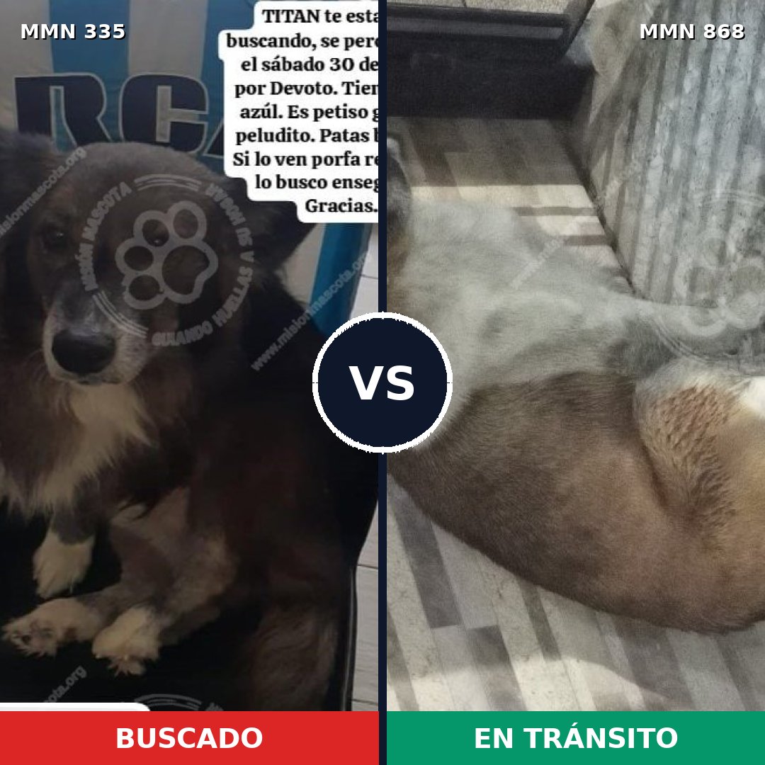 Comparativa MMS 14109: mascota perdida y mascota encontrada, 61% de similitud