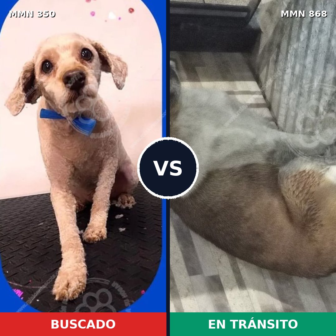Comparativa MMS 14111: mascota perdida y mascota encontrada, 58% de similitud