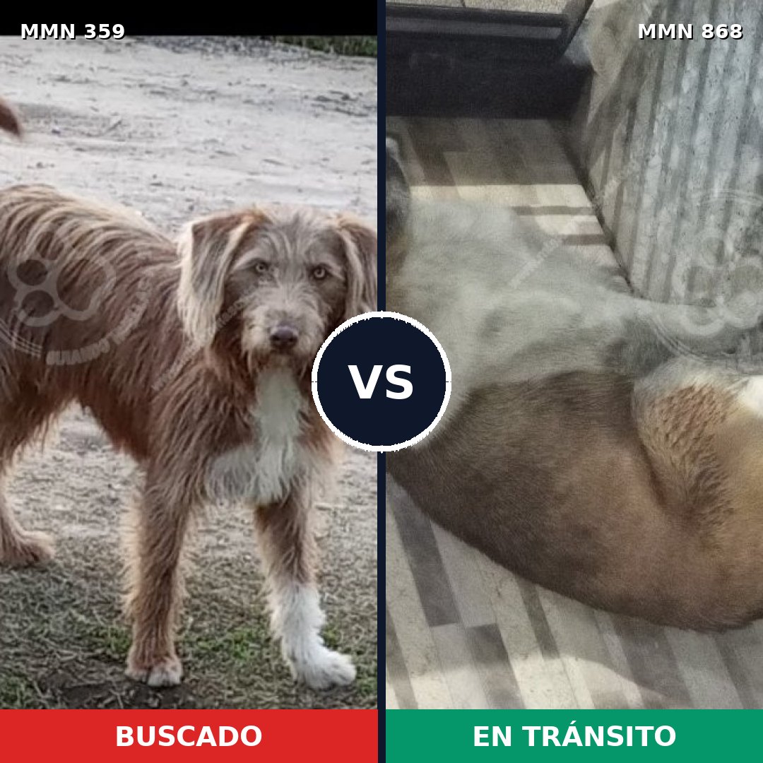 Comparativa MMS 14113: mascota perdida y mascota encontrada, 40% de similitud