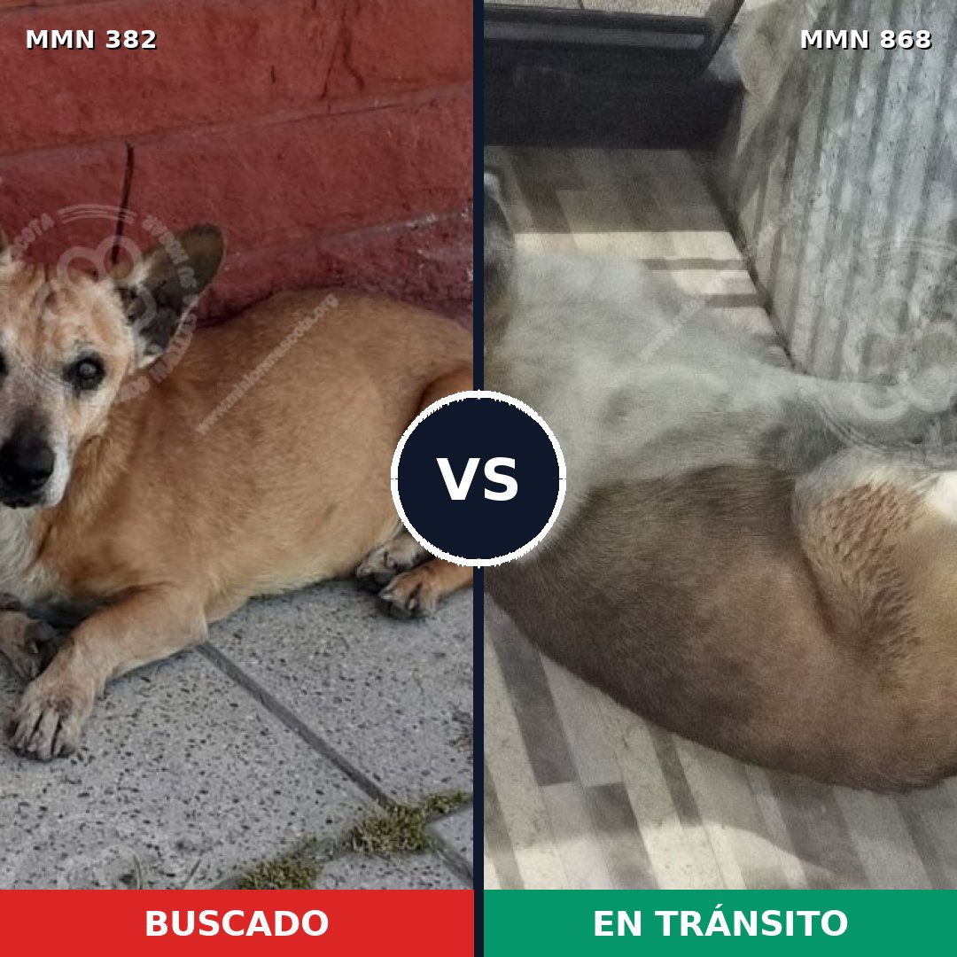 Comparativa MMS 14117: mascota perdida y mascota encontrada, 62% de similitud