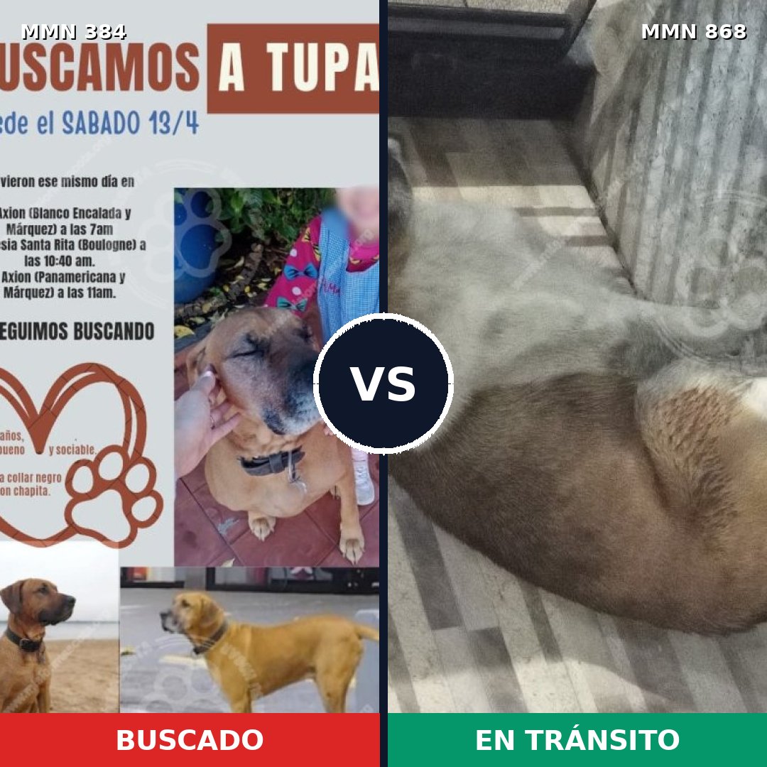 Comparativa MMS 14118: mascota perdida y mascota encontrada, 40% de similitud