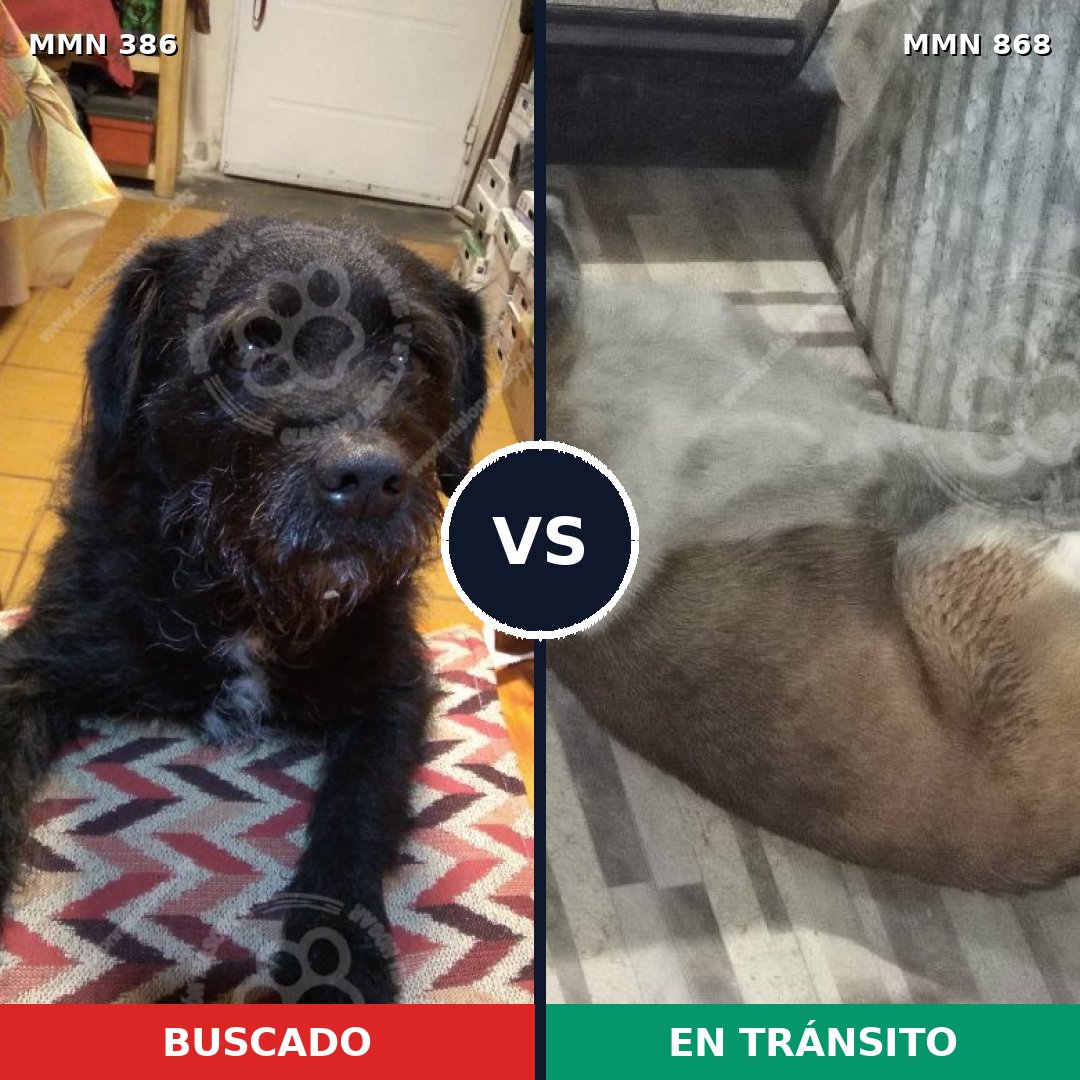 Comparativa MMS 14119: mascota perdida y mascota encontrada, 50% de similitud