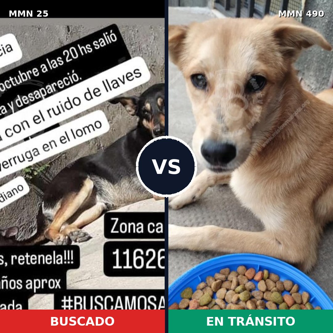 Comparativa MMS 1412: mascota perdida y mascota encontrada, 62% de similitud