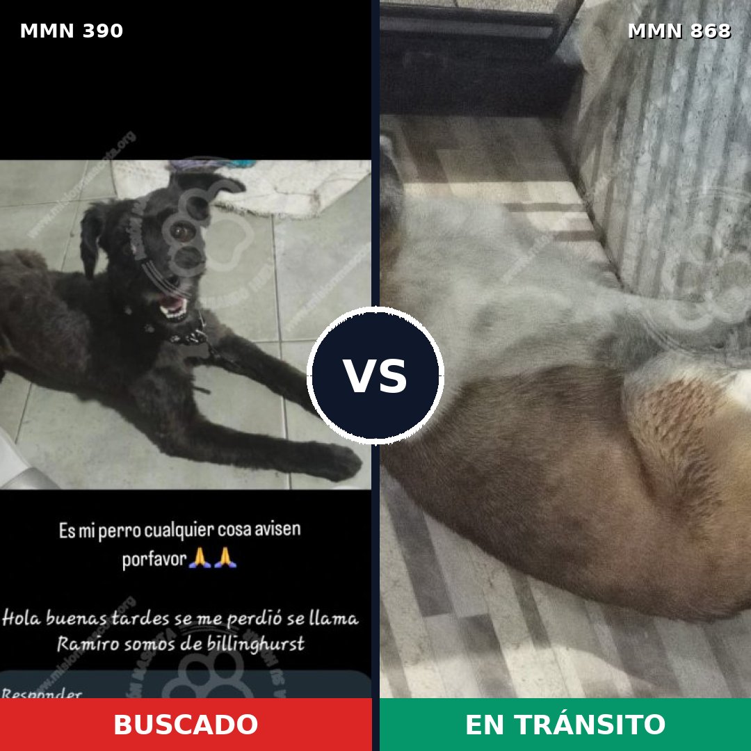 Comparativa MMS 14120: mascota perdida y mascota encontrada, 52% de similitud