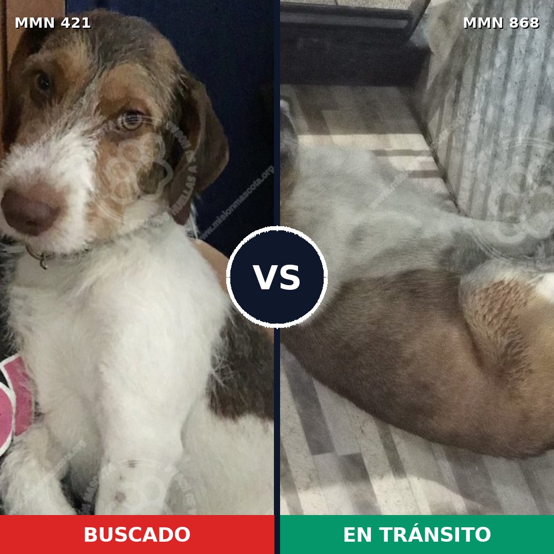 Comparativa MMS 14124: mascota perdida y mascota encontrada, 48% de similitud