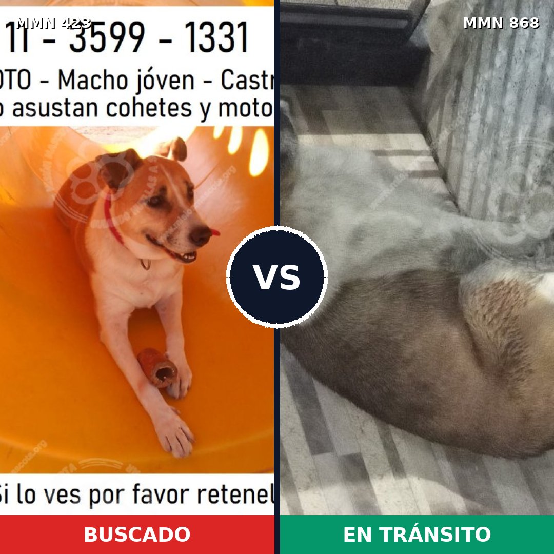Comparativa MMS 14125: mascota perdida y mascota encontrada, 51% de similitud