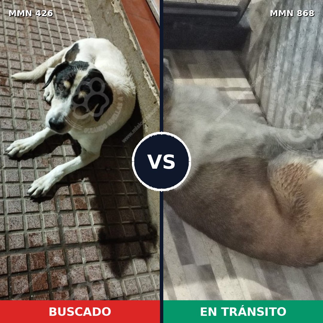 Comparativa MMS 14126: mascota perdida y mascota encontrada, 59% de similitud