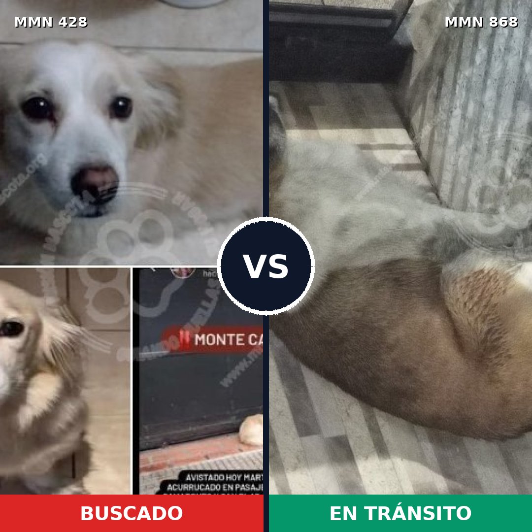Comparativa MMS 14127: mascota perdida y mascota encontrada, 71% de similitud