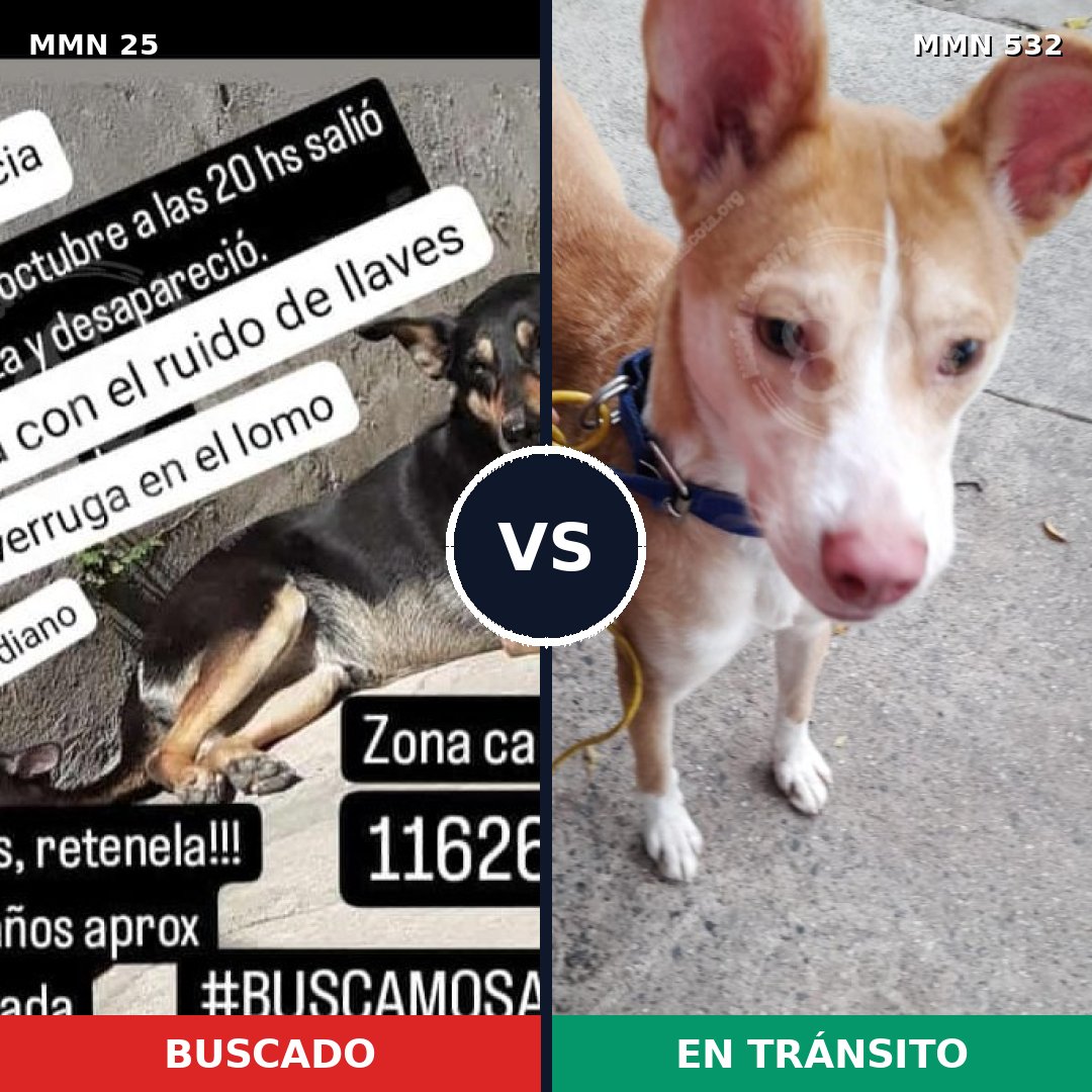 Comparativa MMS 1413: mascota perdida y mascota encontrada, 74% de similitud