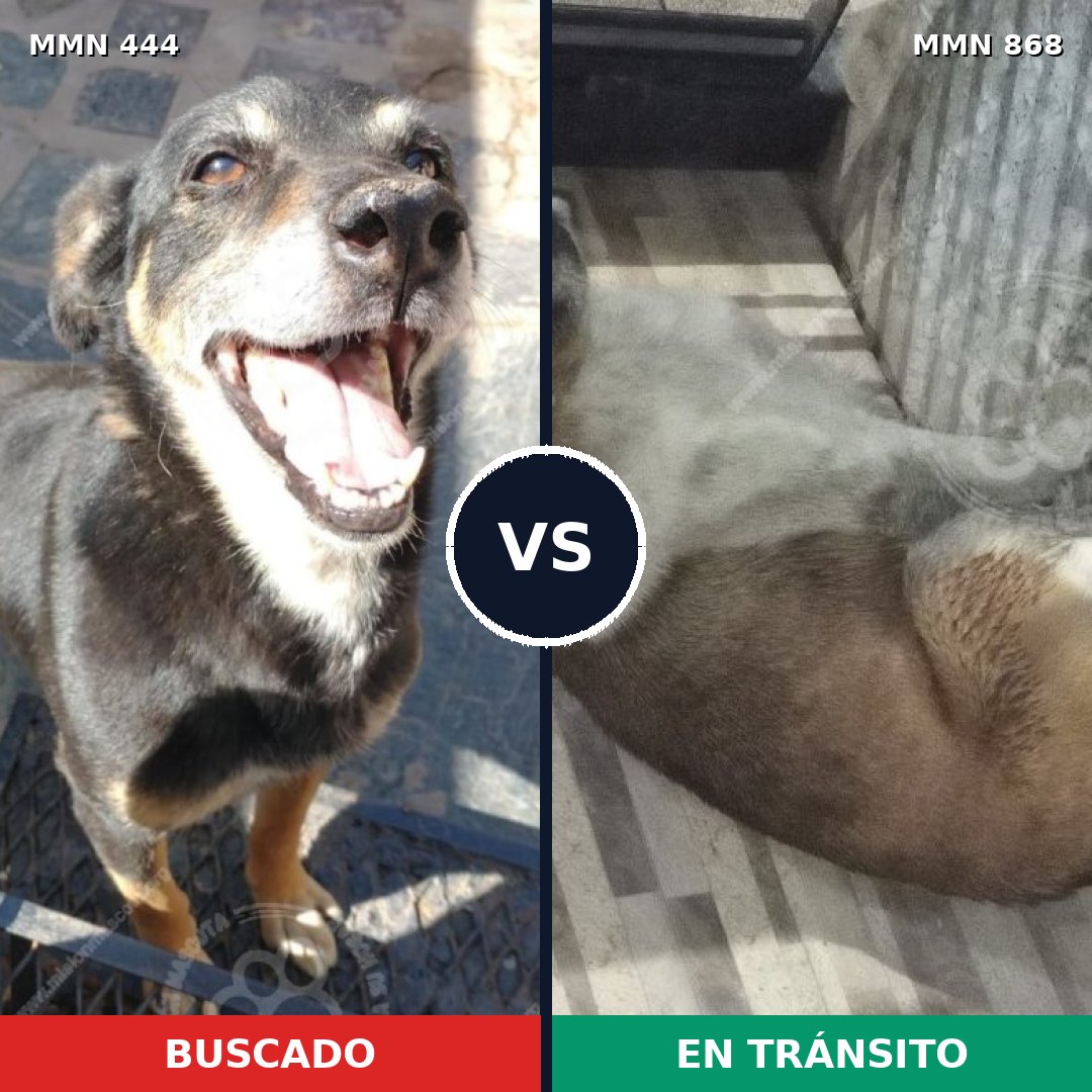 Comparativa MMS 14130: mascota perdida y mascota encontrada, 37% de similitud