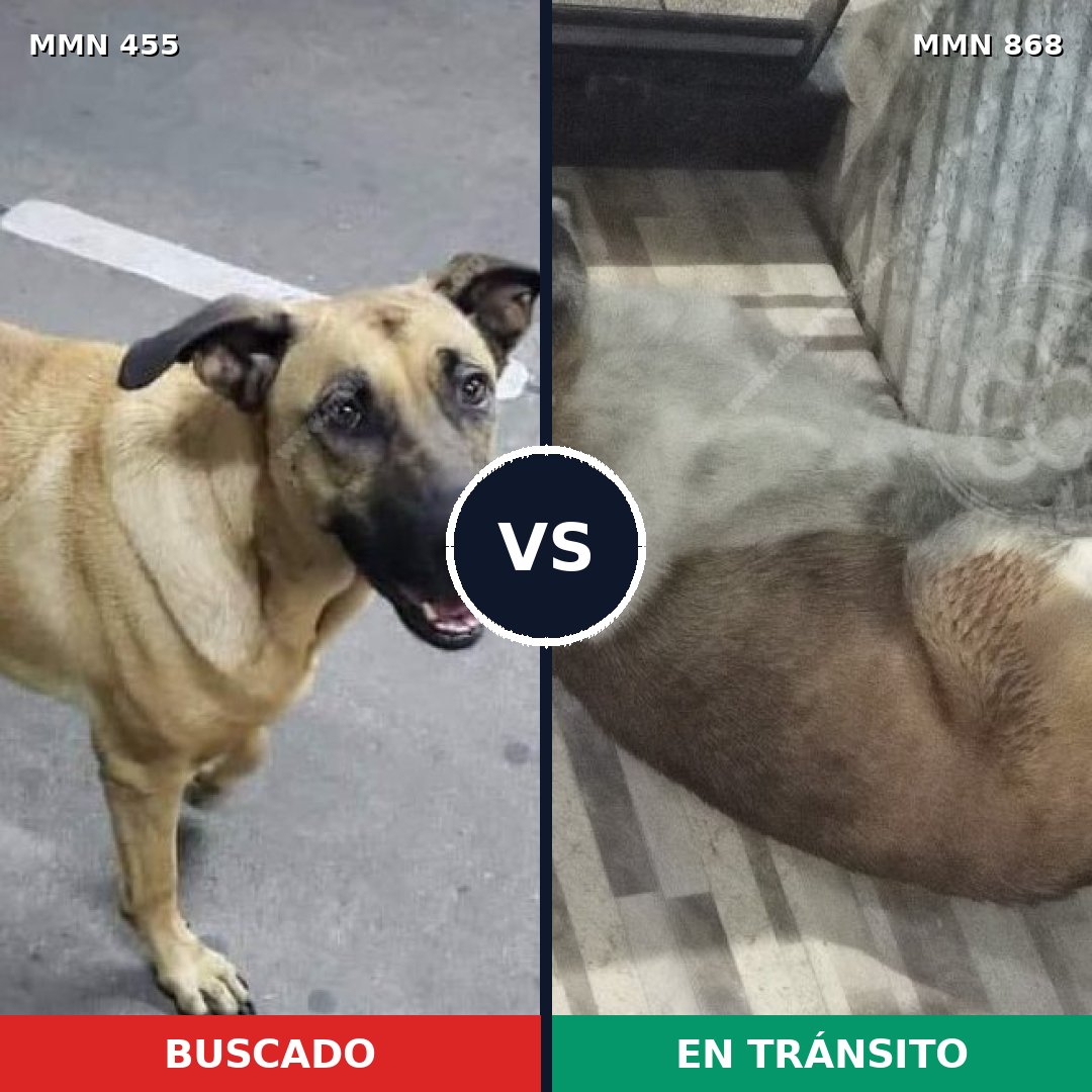 Comparativa MMS 14131: mascota perdida y mascota encontrada, 59% de similitud