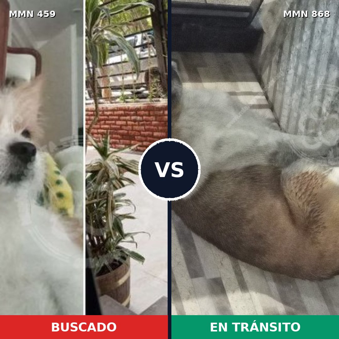 Comparativa MMS 14133: mascota perdida y mascota encontrada, 41% de similitud